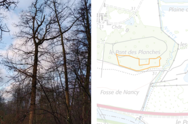 Actu boisement, l'image est divisée en deux, à gauche des arbres sont visibles et à droite une map