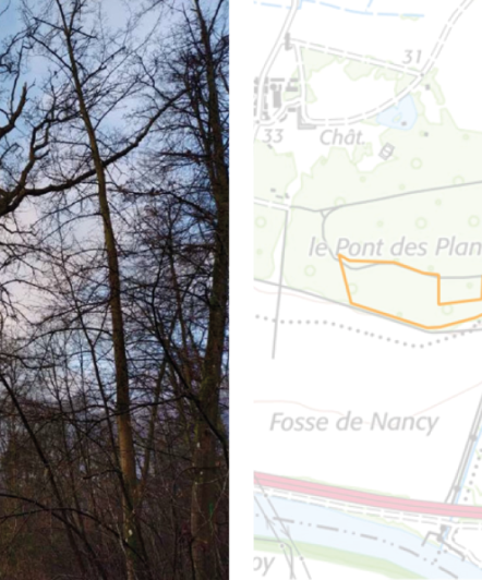 Actu boisement, l'image est divisée en deux, à gauche des arbres sont visibles et à droite une map